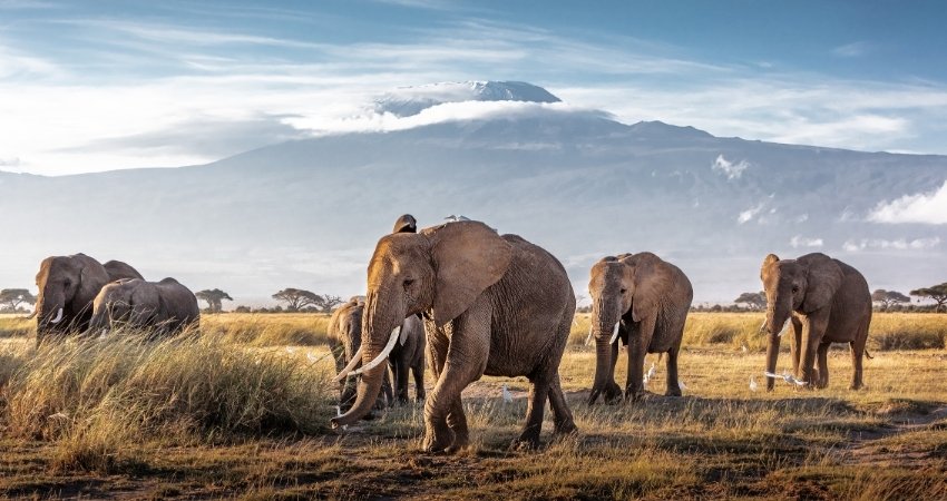Touristen erkunden die Stadt mit einem lokalen Reiseleiter nach der Ankunft in Tansania Safari.
